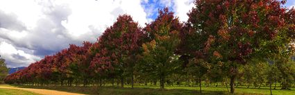 Shades of Red - VIC (PBH4 00 13184)